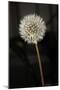 Dandelion Seed Head-null-Mounted Photographic Print