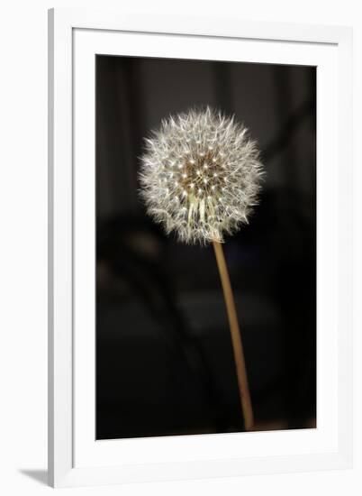 Dandelion Seed Head-null-Framed Photographic Print