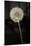 Dandelion Seed Head-null-Mounted Photographic Print