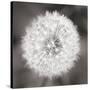 Dandelion Seedhead-Alan Majchrowicz-Stretched Canvas