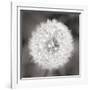 Dandelion Seedhead-Alan Majchrowicz-Framed Art Print