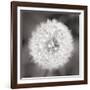 Dandelion Seedhead-Alan Majchrowicz-Framed Art Print