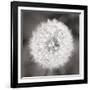 Dandelion Seedhead-Alan Majchrowicz-Framed Art Print