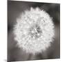 Dandelion Seedhead-Alan Majchrowicz-Mounted Art Print