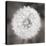 Dandelion Seedhead-Alan Majchrowicz-Stretched Canvas