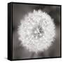Dandelion Seedhead-Alan Majchrowicz-Framed Stretched Canvas