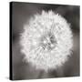 Dandelion Seedhead-Alan Majchrowicz-Stretched Canvas