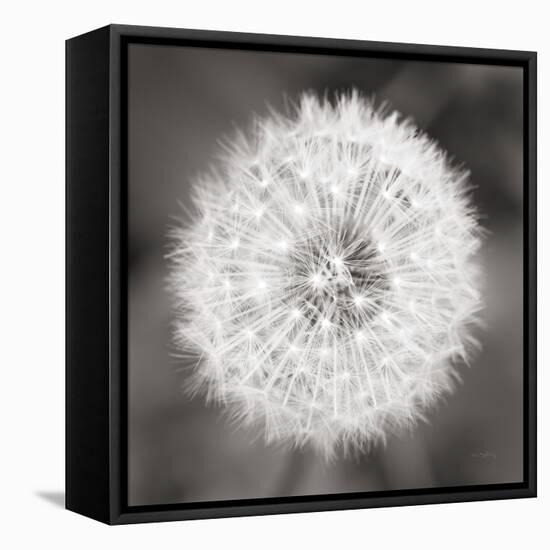 Dandelion Seedhead-Alan Majchrowicz-Framed Stretched Canvas