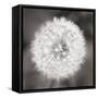 Dandelion Seedhead-Alan Majchrowicz-Framed Stretched Canvas