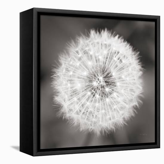 Dandelion Seedhead-Alan Majchrowicz-Framed Stretched Canvas