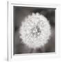 Dandelion Seedhead-Alan Majchrowicz-Framed Premium Giclee Print