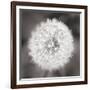 Dandelion Seedhead-Alan Majchrowicz-Framed Premium Giclee Print