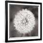 Dandelion Seedhead-Alan Majchrowicz-Framed Premium Giclee Print