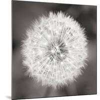 Dandelion Seedhead-Alan Majchrowicz-Mounted Premium Giclee Print