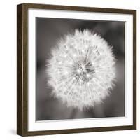 Dandelion Seedhead-Alan Majchrowicz-Framed Art Print