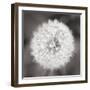 Dandelion Seedhead-Alan Majchrowicz-Framed Art Print