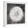 Dandelion Seedhead-Alan Majchrowicz-Framed Art Print