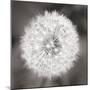 Dandelion Seedhead-Alan Majchrowicz-Mounted Art Print