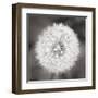 Dandelion Seedhead-Alan Majchrowicz-Framed Art Print