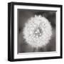 Dandelion Seedhead-Alan Majchrowicz-Framed Art Print