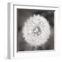 Dandelion Seedhead-Alan Majchrowicz-Framed Art Print