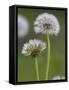 Dandelion Seedheads (Taraxacum Officinale), Cumbria, England, United Kingdom, Europe-Ann & Steve Toon-Framed Stretched Canvas