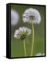 Dandelion Seedheads (Taraxacum Officinale), Cumbria, England, United Kingdom, Europe-Ann & Steve Toon-Framed Stretched Canvas