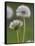 Dandelion Seedheads (Taraxacum Officinale), Cumbria, England, United Kingdom, Europe-Ann & Steve Toon-Framed Stretched Canvas