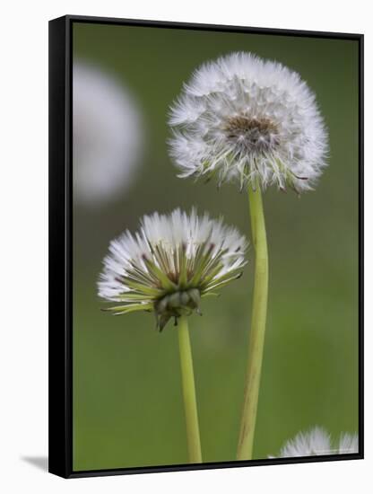 Dandelion Seedheads (Taraxacum Officinale), Cumbria, England, United Kingdom, Europe-Ann & Steve Toon-Framed Stretched Canvas