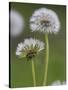 Dandelion Seedheads (Taraxacum Officinale), Cumbria, England, United Kingdom, Europe-Ann & Steve Toon-Stretched Canvas