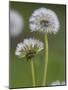 Dandelion Seedheads (Taraxacum Officinale), Cumbria, England, United Kingdom, Europe-Ann & Steve Toon-Mounted Photographic Print