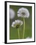 Dandelion Seedheads (Taraxacum Officinale), Cumbria, England, United Kingdom, Europe-Ann & Steve Toon-Framed Photographic Print