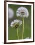 Dandelion Seedheads (Taraxacum Officinale), Cumbria, England, United Kingdom, Europe-Ann & Steve Toon-Framed Photographic Print