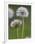 Dandelion Seedheads (Taraxacum Officinale), Cumbria, England, United Kingdom, Europe-Ann & Steve Toon-Framed Photographic Print