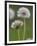 Dandelion Seedheads (Taraxacum Officinale), Cumbria, England, United Kingdom, Europe-Ann & Steve Toon-Framed Photographic Print