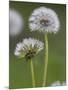 Dandelion Seedheads (Taraxacum Officinale), Cumbria, England, United Kingdom, Europe-Ann & Steve Toon-Mounted Photographic Print