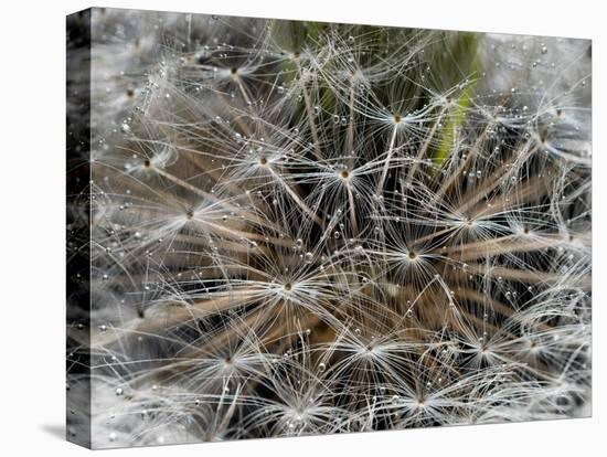 Dandelion Seeds Abstract-Steve Gadomski-Stretched Canvas