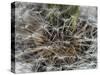 Dandelion Seeds Abstract-Steve Gadomski-Stretched Canvas