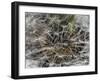 Dandelion Seeds Abstract-Steve Gadomski-Framed Photographic Print