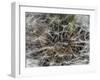 Dandelion Seeds Abstract-Steve Gadomski-Framed Photographic Print