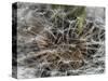 Dandelion Seeds Abstract-Steve Gadomski-Stretched Canvas