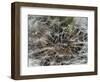 Dandelion Seeds Abstract-Steve Gadomski-Framed Photographic Print