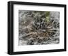 Dandelion Seeds Abstract-Steve Gadomski-Framed Photographic Print