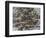 Dandelion Seeds Abstract-Steve Gadomski-Framed Photographic Print
