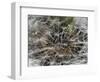 Dandelion Seeds Abstract-Steve Gadomski-Framed Photographic Print