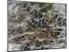 Dandelion Seeds Abstract-Steve Gadomski-Mounted Photographic Print