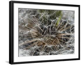 Dandelion Seeds Abstract-Steve Gadomski-Framed Photographic Print