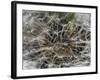 Dandelion Seeds Abstract-Steve Gadomski-Framed Photographic Print