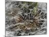 Dandelion Seeds Abstract-Steve Gadomski-Mounted Photographic Print