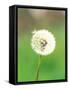 Dandelion Seeds, Close-up View-null-Framed Stretched Canvas